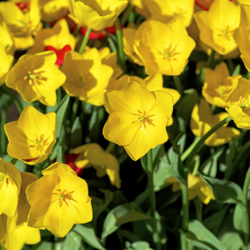 Strong Gold tulpenbollen – 20 stuks – maat 11/12