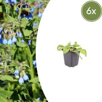 Verpakking — Symphytum grandiflorum 'Wisley Blue' (6 stuks)