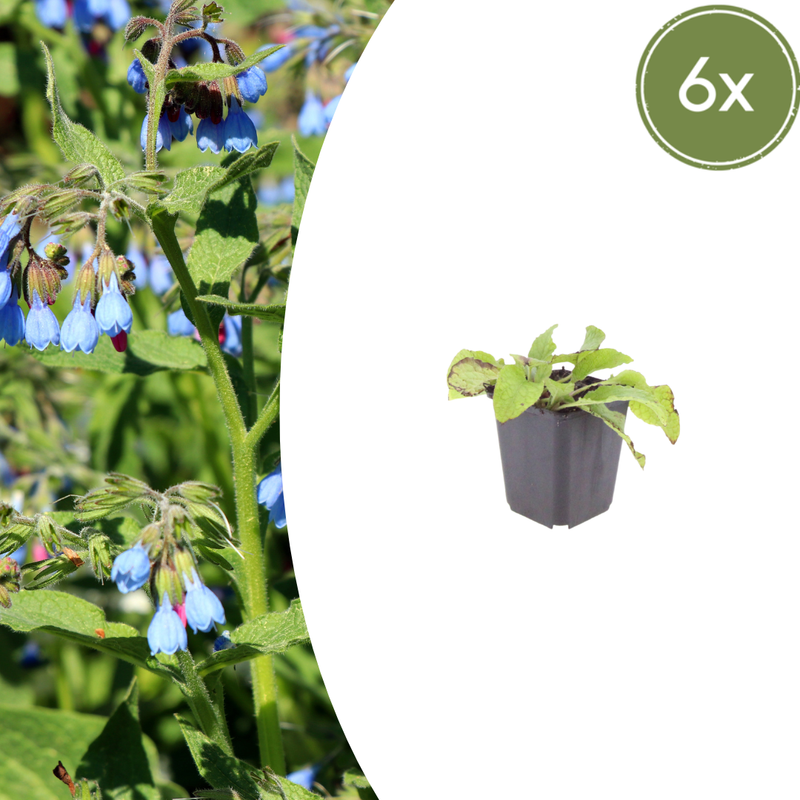 Symphytum grandiflorum 'Wisley Blue' (6 stuks)