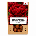 Tulpenbollen Bombastic Red Rode Pioentulp – Dubbelbloemig