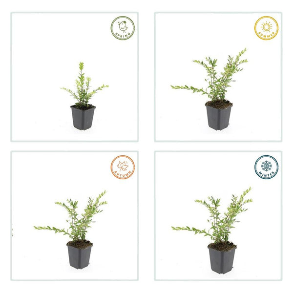 Lonicera pileata 'Purple Pearl' (6 stuks)