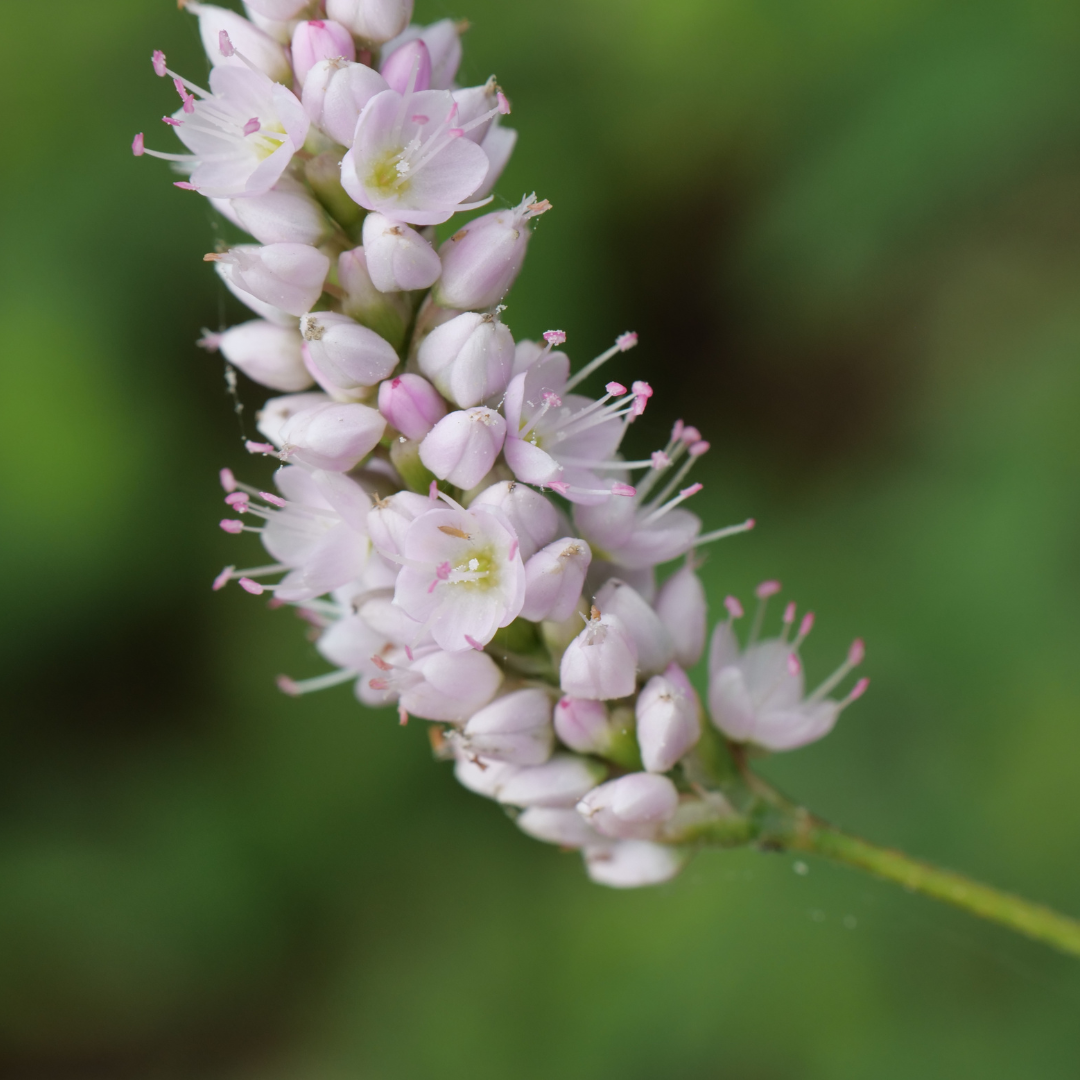 Persicaria bistorta 'Superba' (6 stuks)