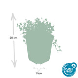 Isotoma fluviatilis (6 stuks)