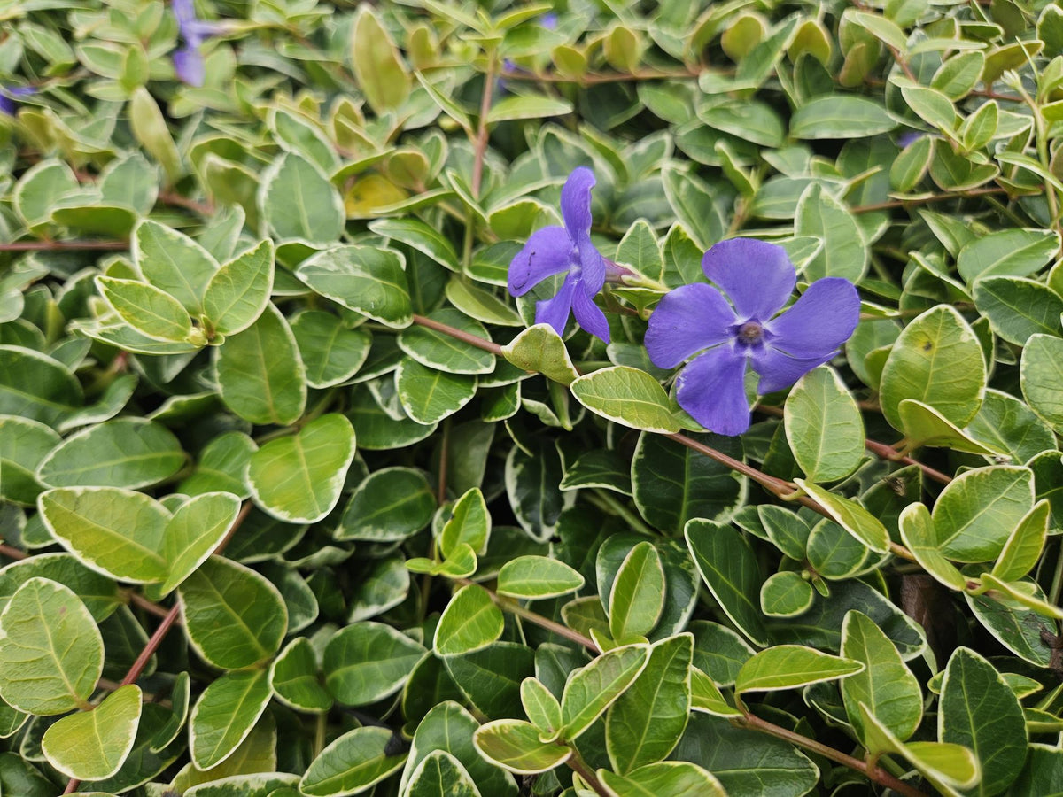 Vinca minor 'Ralph Shugert' (6 stuks)