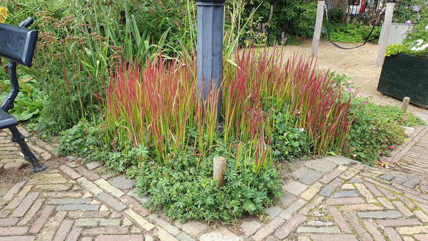 Imperata cylindrica 'Red Baron' (6 stuks)