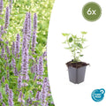 Agastache 'Blue Fortune' (6 stuks)