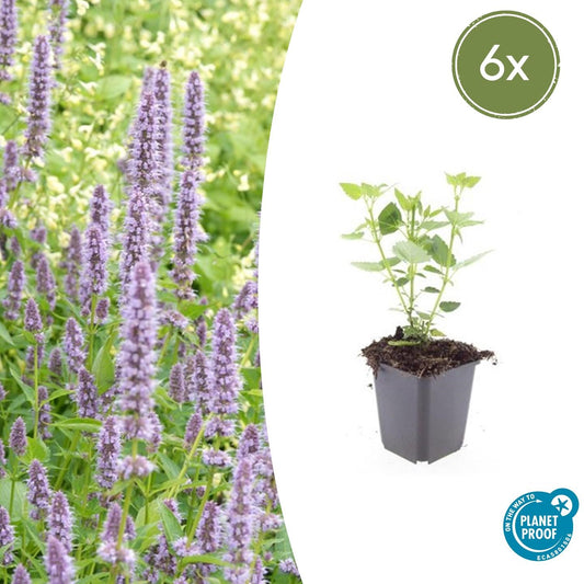 Agastache 'Blue Fortune' (6 stuks)