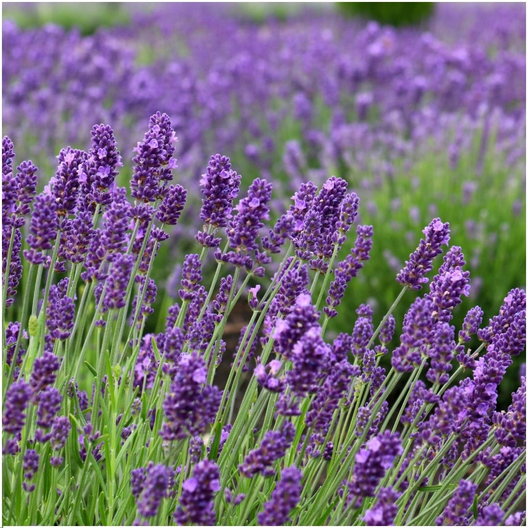 Lavandula angustifolia 'Felice' (6 stuks)