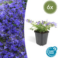 Campanula poscharskyana 'Stella' (6 stuks)