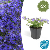Verpakking — Campanula poscharskyana 'Stella' (6 stuks)