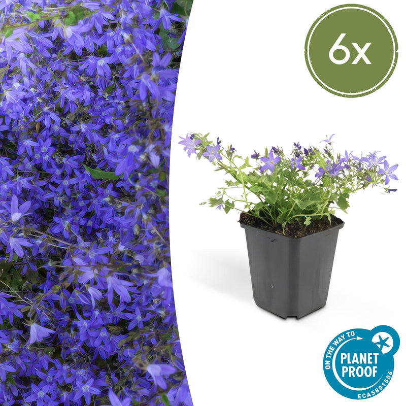 Campanula poscharskyana 'Stella' (6 stuks)