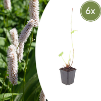 Verpakking — Persicaria bistorta 'Superba' (6 stuks)