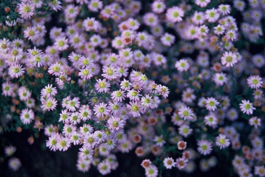 Aster ageratoides 'Stardust' (6 stuks)