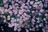 Aster ageratoides 'Stardust' (6 stuks)