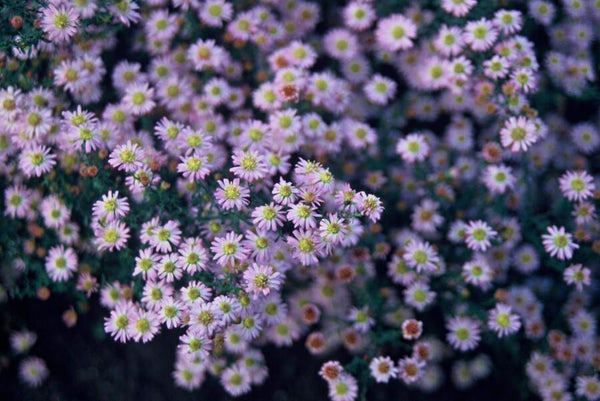 Aster ageratoides 'Stardust' (6 stuks)