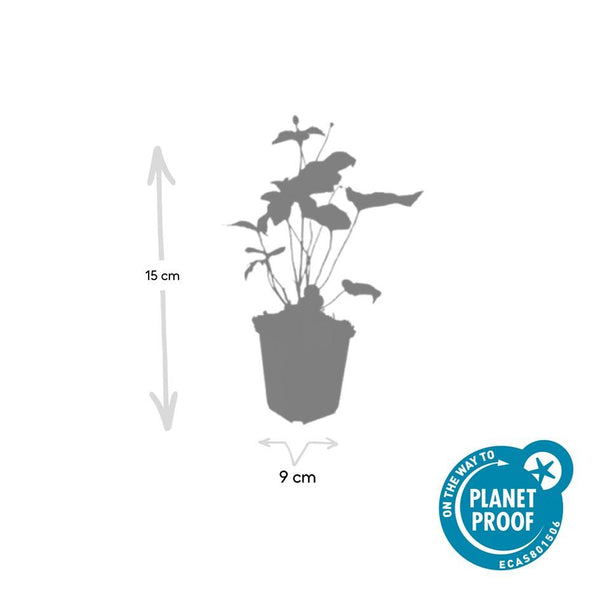 Anemone hybrida 'Honorine Jobert' (6 stuks)