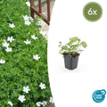 Geranium sanguineum 'Album' (6 stuks)