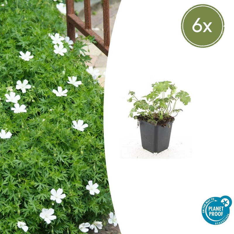Geranium sanguineum 'Album' (6 stuks)