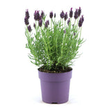 Lavandula stoechas 'Anouk' (6 stuks)