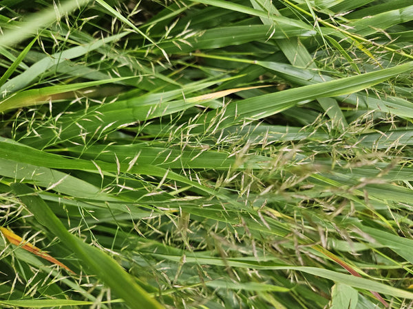 Hakonechloa macra (6 stuks)