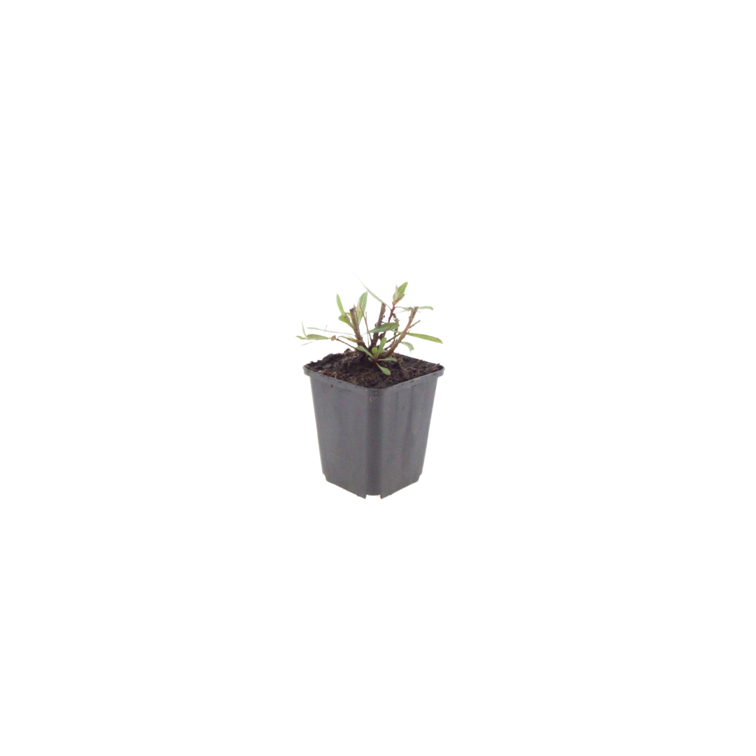 Gaura lindheimeri 'Whirling Butterflies' (6 stuks)