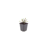 Gaura lindheimeri 'Whirling Butterflies' (6 stuks)