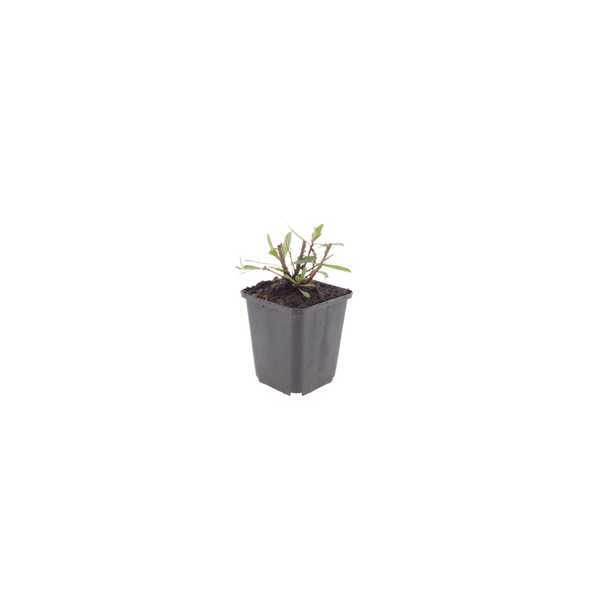 Gaura lindheimeri 'Whirling Butterflies' (6 stuks)