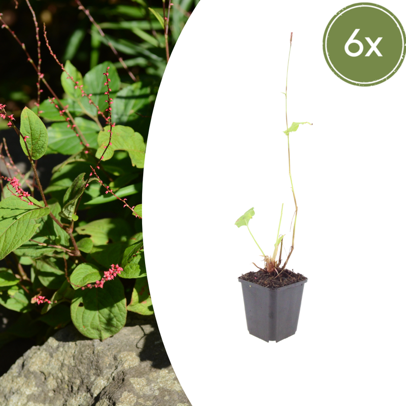 Persicaria amplexicaulis 'Speciosa' (6 stuks)