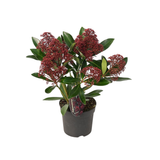 Skimmia japonica 'Rubella' (3 stuks)