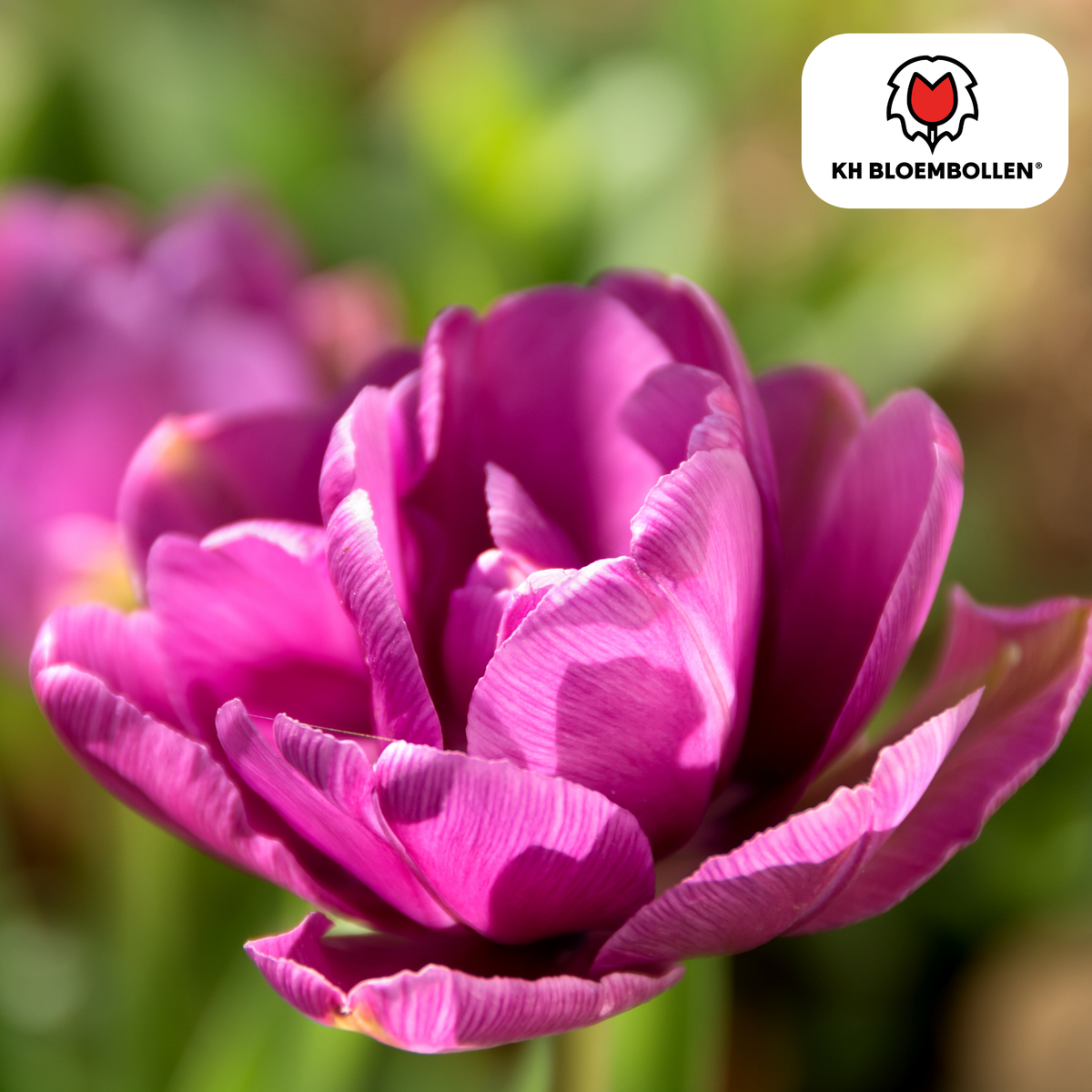 Double Flag tulpenbollen – 20 stuks – maat 11/12