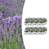 Verpakking — Lavandula angustifolia (48 stuks)