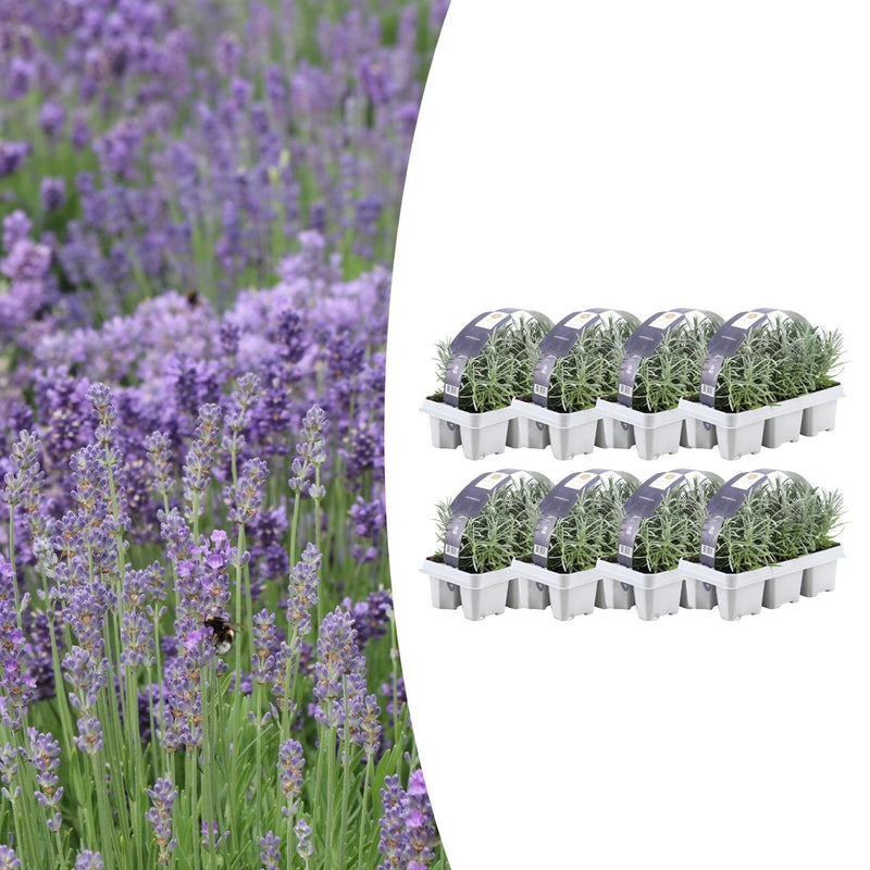 Lavandula angustifolia (48 stuks)