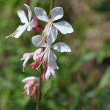 Gaura lindheimeri (6 stuks)