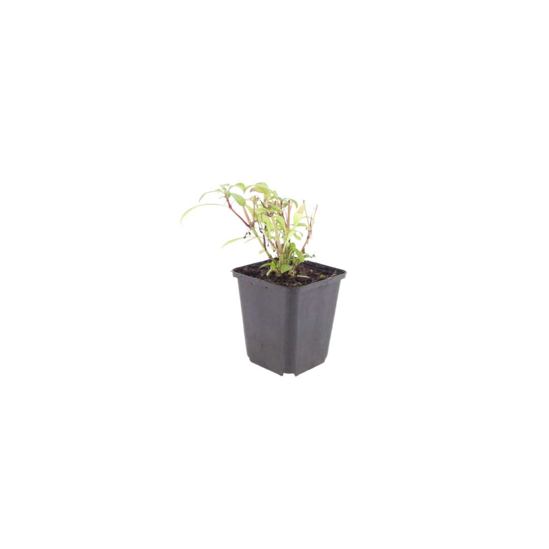 Centranthus ruber 'Coccineus' (6 stuks)