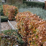 Palletdeal Haagplanten:  50 Fagus sylvatica ↕60-80 - Ø 19cm | Mini Pallet