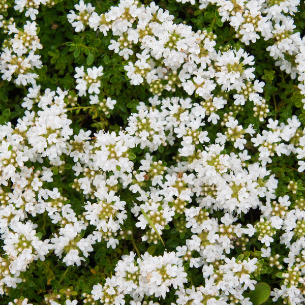 Thymus praecox 'Albiflorus' (6 stuks)