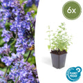 Nepeta 'Six Hills Giant' (6 stuks)