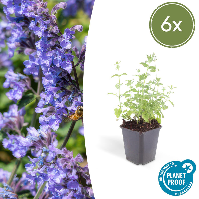 Nepeta 'Six Hills Giant' (6 stuks)