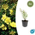 Hypericum 'Hidcote' (6 stuks)