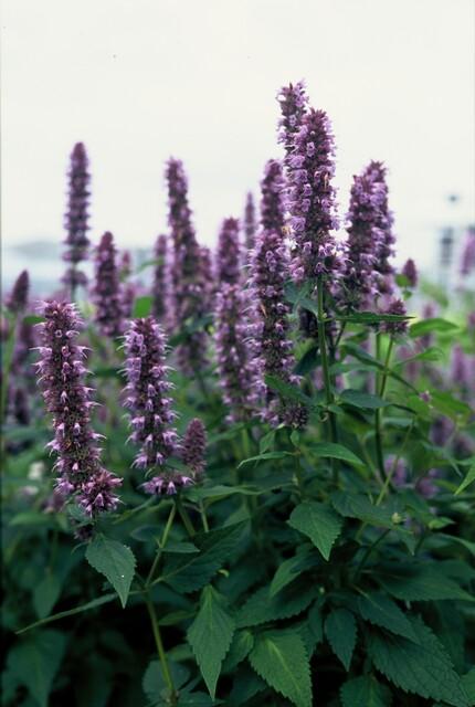 Agastache 'Blue Fortune' (6 stuks)