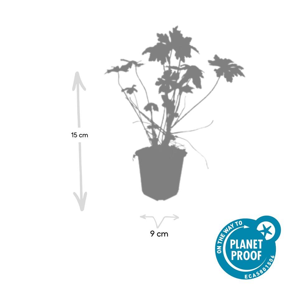 Geranium macrorrhizum (6 stuks)
