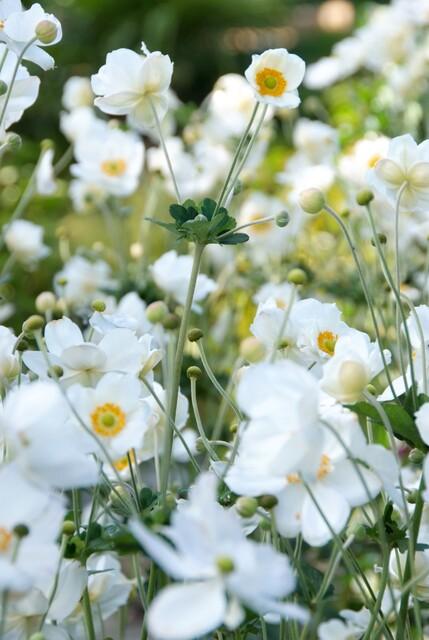 Anemone hybrida 'Honorine Jobert' (6 stuks)