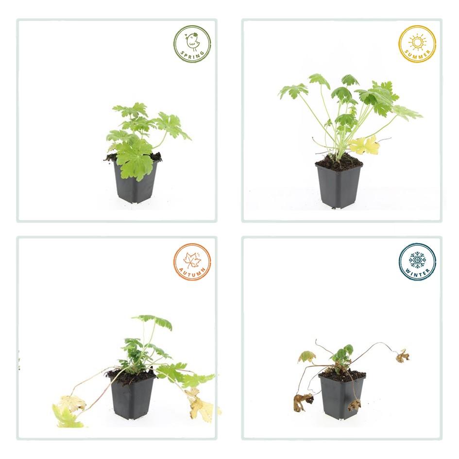 Geranium macrorrhizum 'Spessart' (6 stuks)