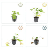 Geranium macrorrhizum 'Spessart' (6 stuks)