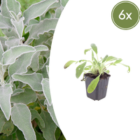 Verpakking — Stachys byzantina (6 stuks)