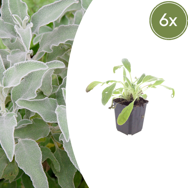 Stachys byzantina (6 stuks)