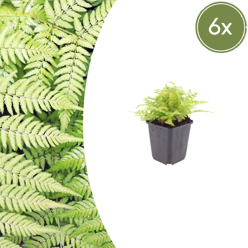 Dryopteris filix-mas (6 stuks)