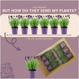 Lavandula stoechas 'Anouk' (24 stuks)