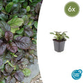 Ajuga reptans 'Catlin's Giant' (6 stuks)