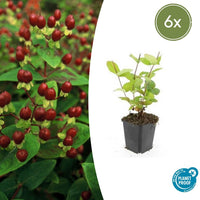 Verpakking — Hypericum inodorum 'Beauty' (6 stuks)